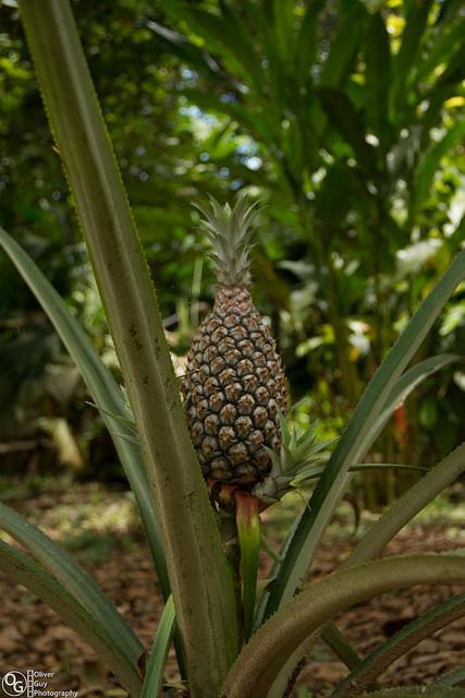 Jamu Lodge Puerto Montufar Ngoại thất bức ảnh